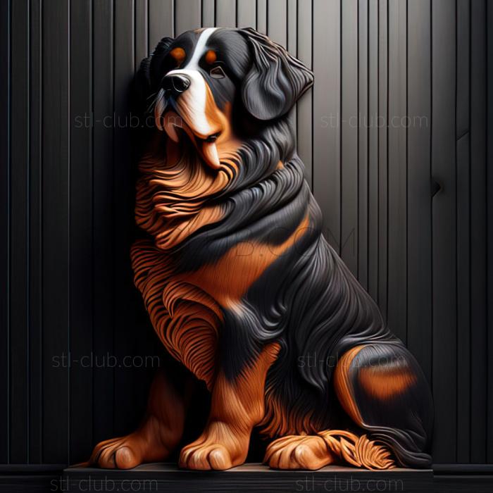 st The Bernese Hound dog